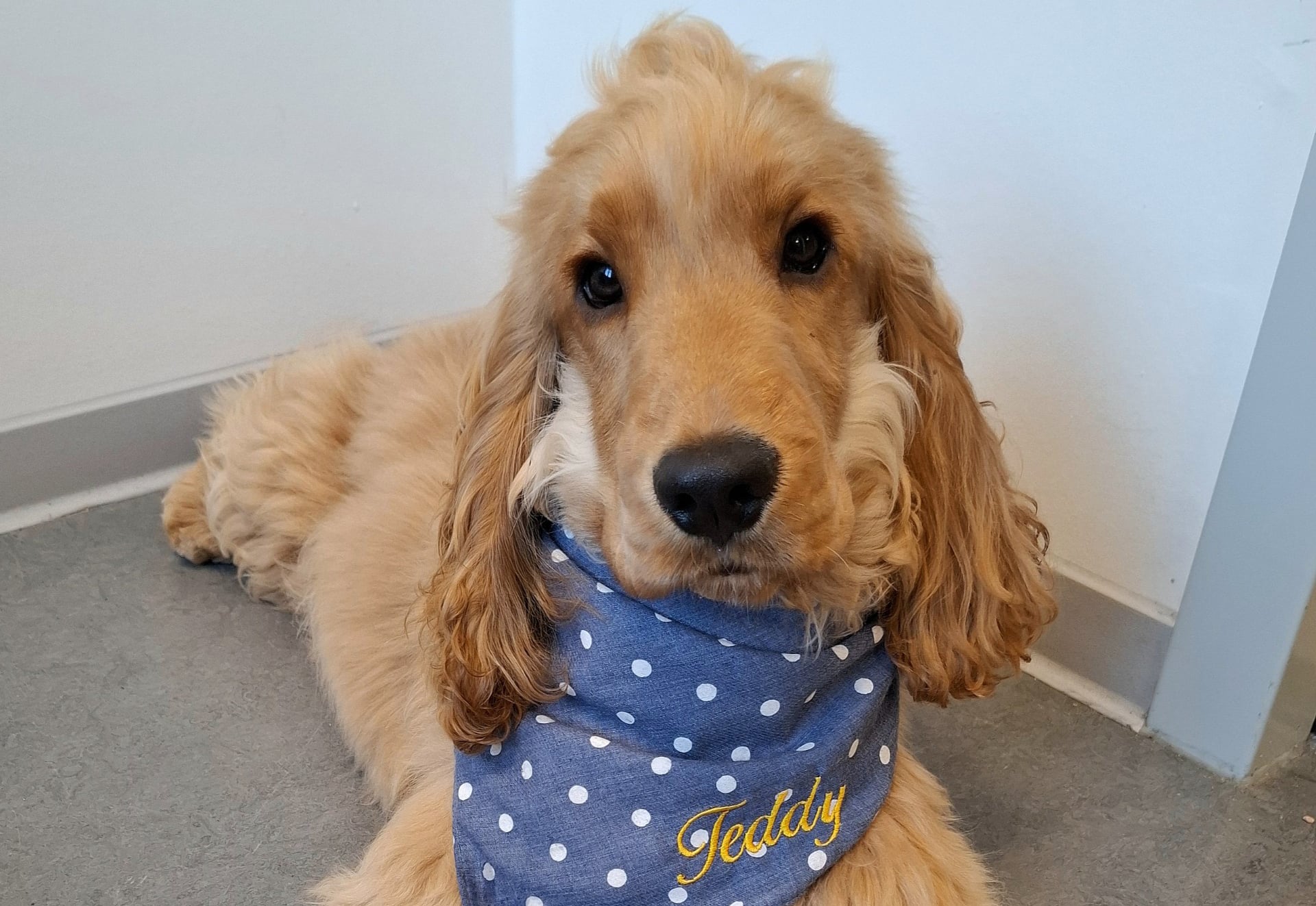 Schoolhond Teddy